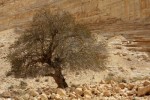 12929059-ein-avdat-canyon-in-the-negev-desert-israel.jpg